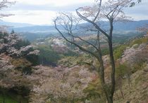 20110420g.JPG