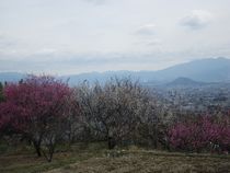 IMGP0516.JPG