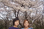 ikoma.sakura.jpg
