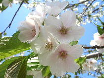 sakura.jpg