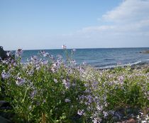 IMGP0871.JPG